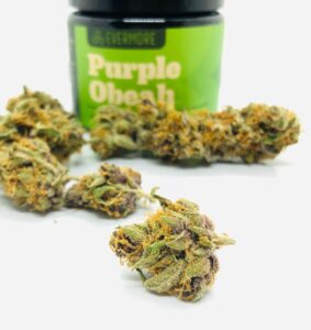 bud of purple obeah with other buds behind