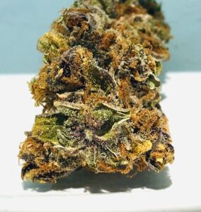 closer detail showing the many colors of the purple obeah strain with a bud showing rust gold purple and green leaf and pistil material creating a myriad of hues that is simply gorgeous